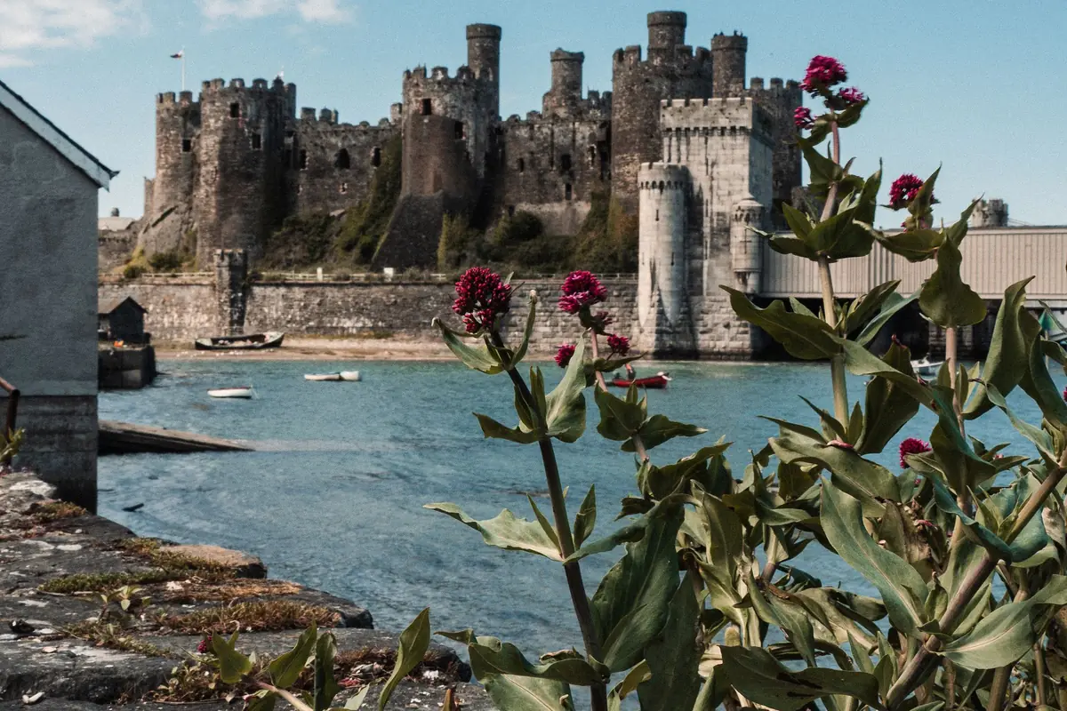 Conwy Castle in north Wales, its round towers and curtain walls seen above the estuary